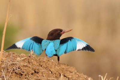 White-throated Kingfisher - שלדג לבן-חזה