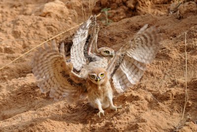 Little Owl - כוס החורבות - Athene noctua