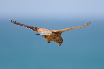 Common Kestrel - בז מצוי - Falco tinnunculus