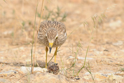 Stone Curlew - כרוון מצוי - Burhinus oedicnemus