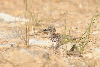 Stone Curlew - כרוון מצוי - Burhinus oedicnemus