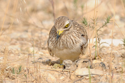 Stone Curlew - כרוון מצוי - Burhinus oedicnemus
