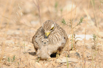 Stone Curlew