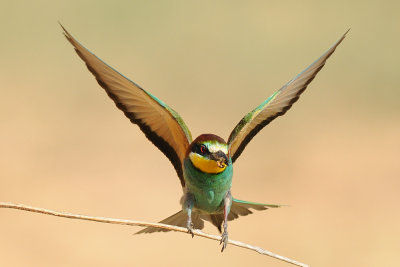 European Bee-eater - שרקרק מצוי - Merops apiaster