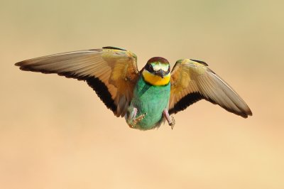 European Bee-eater - שרקרק מצוי - Merops apiaster