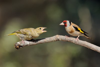 Goldfinch vs Greenfinch - חוחית נגד ירקון
