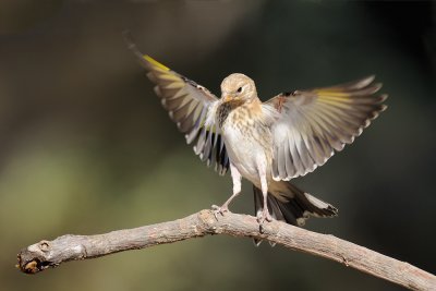 European Greenfinch - ירקון - Carduelis chloris