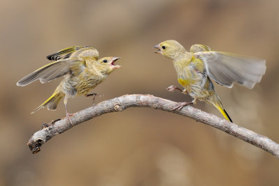 European Greenfinch - ירקון - Carduelis chloris