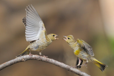 European Greenfinch - ירקון - Carduelis chloris