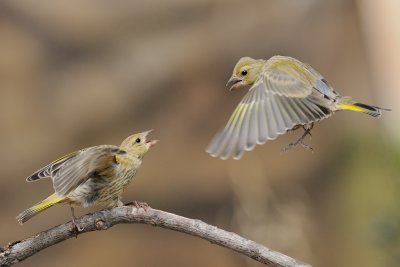 European Greenfinch - ירקון - Carduelis chloris