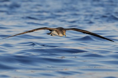 Cory's Shearwater - יסעור גדול - Calonectris diomedea