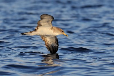 Cory's Shearwater - יסעור גדול - Calonectris diomedea