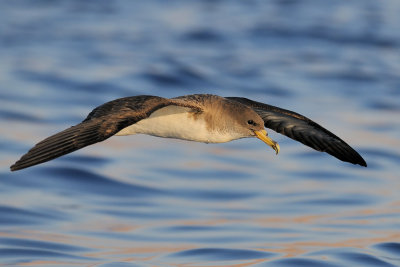 Cory's Shearwater - יסעור גדול - Calonectris diomedea