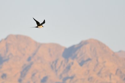 Skuas