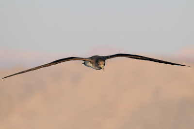 Cory's Shearwater - יסעור גדול - Calonectris diomedea