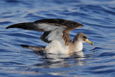Cory's Shearwater - יסעור גדול - Calonectris diomedea