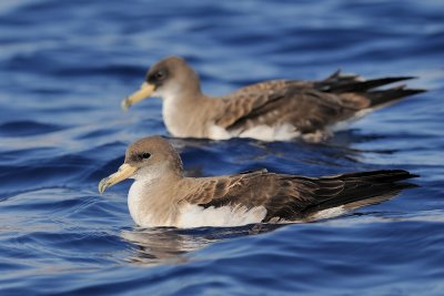 Cory's Shearwater - יסעור גדול - Calonectris diomedea