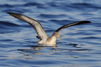 Cory's Shearwater - יסעור גדול - Calonectris diomedea