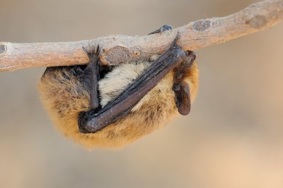 DSC_4214.jpg