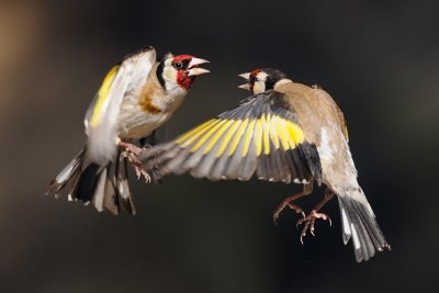 <h5>Goldfinch - חוחית - <i>Carduelis carduelis<i></h5>