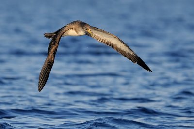 Cory's Shearwater - יסעור גדול - Calonectris diomedea