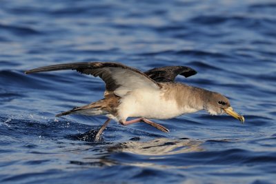 Cory's Shearwater - יסעור גדול - Calonectris diomedea