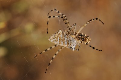 Lobed Argiope and Blue - כסופי וכחליל