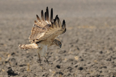 Short-toed Eagle - חיוויאי - Circaetus gallicus