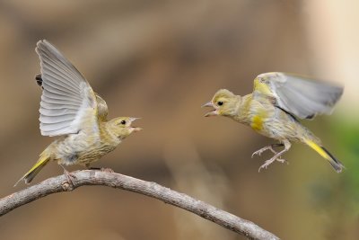 European Greenfinch - ירקון - Carduelis chloris