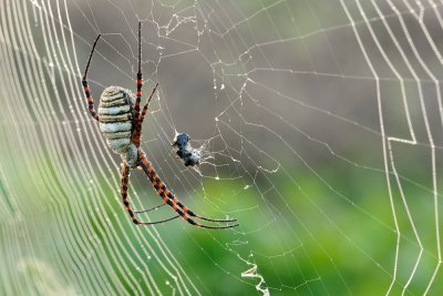 Spiders