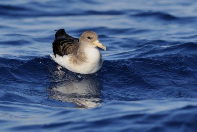 Cory's Shearwater - יסעור גדול - Calonectris diomedea