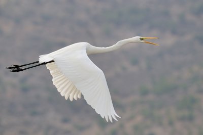 Great Egret - לבנית גדולה - Ardea alba