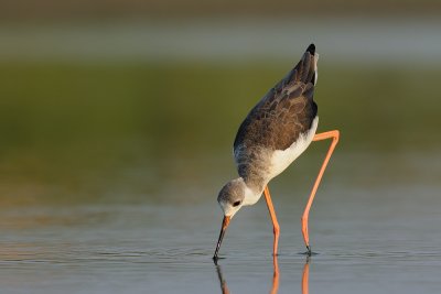 Black-winged Stilt - תמירון - Himantopus himantopus