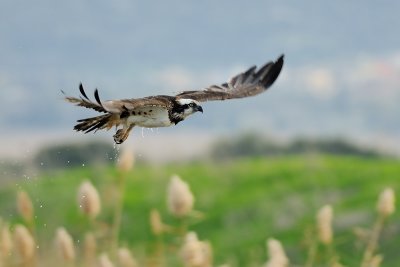 Osprey - שלך - Pandion haliaetus