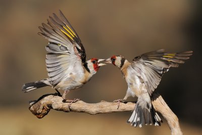 Goldfinch - חוחית - Carduelis carduelis