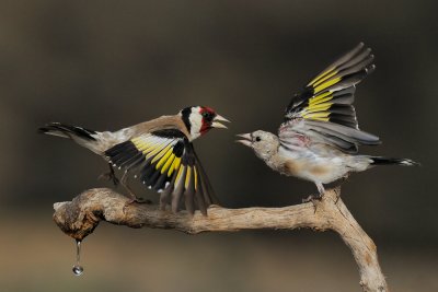 Goldfinch - חוחית - Carduelis carduelis