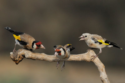 Goldfinch - חוחית - Carduelis carduelis