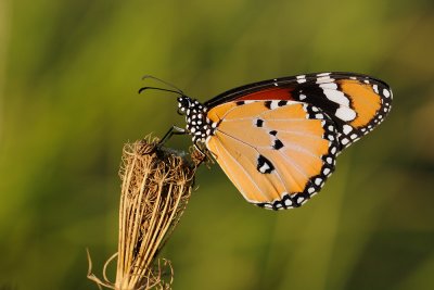 Plain Tiger - דנאית הדורה - Danaus chrysippus