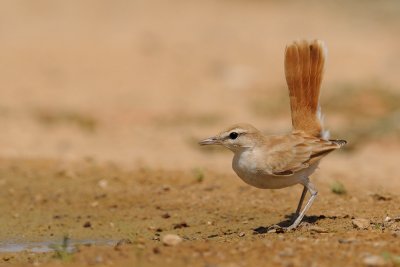 Rufous Bush Robin - חמרייה - Cercotrichas galactotes