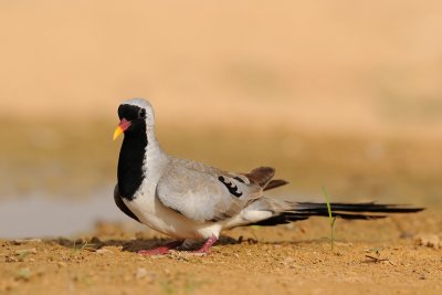 Namaqua Dove - תורית זנבנית - Oena capensis