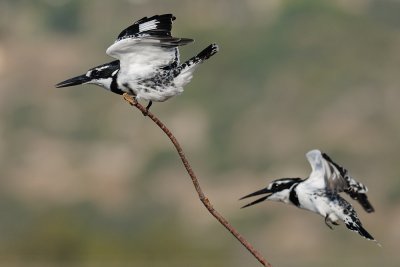 Pied Kingfisher - פרפור עקוד - Ceryle rudis