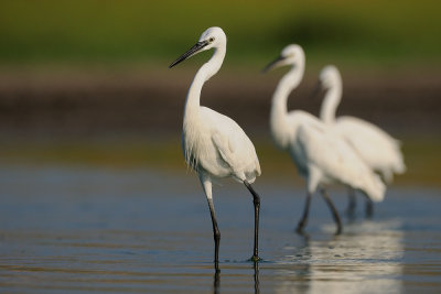 Little Egret - לבנית קטנה - Egretta grazetta