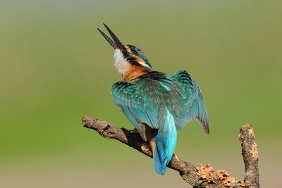 Common Kingfisher - שלדג גמדי - Alcedo atthis