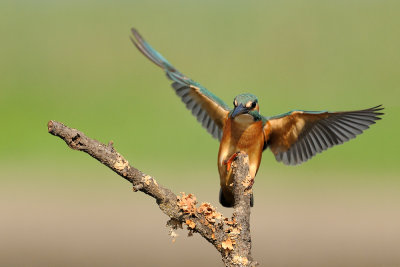 Common Kingfisher - שלדג גמדי - Alcedo atthis