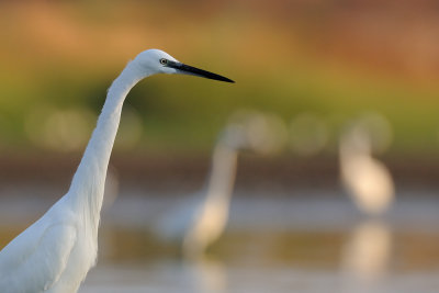 Little Egret - לבנית קטנה - Egretta grazetta