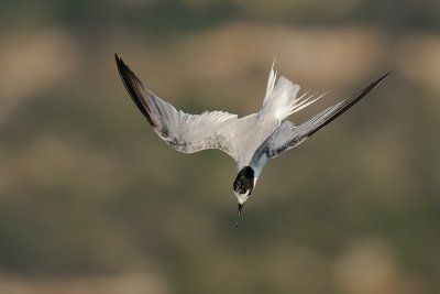 Little Tern - שחפית גמדית - Sterna albifrons