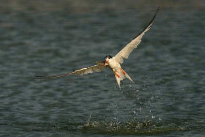 Common Tern - שחפית ים - Sterna hirundo