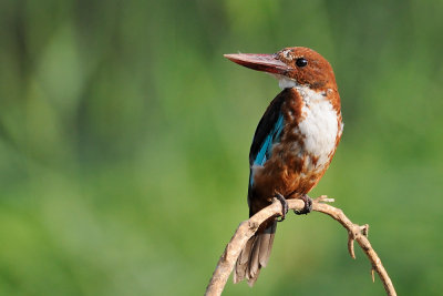 White-throated Kingfisher - שלדג לבן-חזה