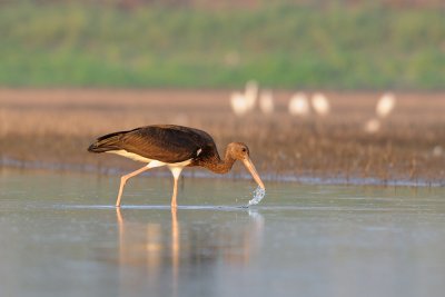 Black Stork - חסידה שחורה - Ciconia nigra