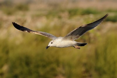 Yellow-legged Gull - שחף צהוב-רגל - Larus cachinnans